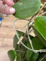 Hoya Хоя Parasitica Gps 206, снимка 4