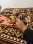 Продавам чихуахуа , снимка 4