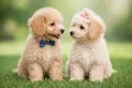 Малтипу -Maltipoo, снимка 1