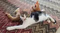 Супер котета британчета!!!, снимка 8