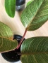 Philodendron Pink Birkin , снимка 3