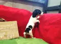 чистокръвни джакчета , снимка 5