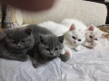 Британско семейство  търси дом за своите мъничета, снимка 3