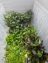 Аквариумни растения, снимка 2