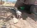 подаряваме кученца , снимка 2
