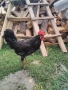 Петли Петел Черен Легхорн Leghorn, снимка 1