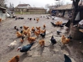 кокошки порода орпингтон и шабо , снимка 3
