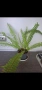Папрат, Nephrolepis, снимка 1