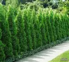 Западна туя Смарагд (Thuja occidentalis Smaragd), снимка 4