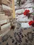 Британско коте таби, снимка 2