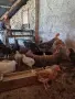 Селски пилета.., снимка 2