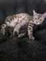 Бенгалски котета, снимка 5