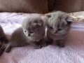 Британски котенца, снимка 6