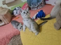 Сребърни британчета , снимка 8