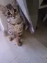 Малко пухкаво коте, снимка 5