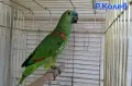 Папагал Синьочела амазона/ женска, снимка 5