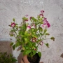 Комплект Цветя Торения, снимка 4