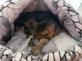 закрито легло  за домашни любимци , снимка 1