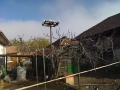 продавам млади гълъби кепета , снимка 3