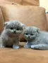 шотландска клепоуха, снимка 7
