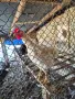 Селски пилета.., снимка 6