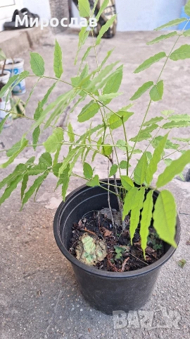 Продавам растение Глициния (Wisteria, Вистерия) 