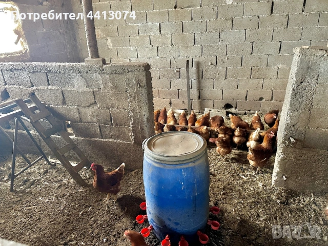 Био пресни домашни яйца, снимка 3 - Кокошки и пуйки - 54800537