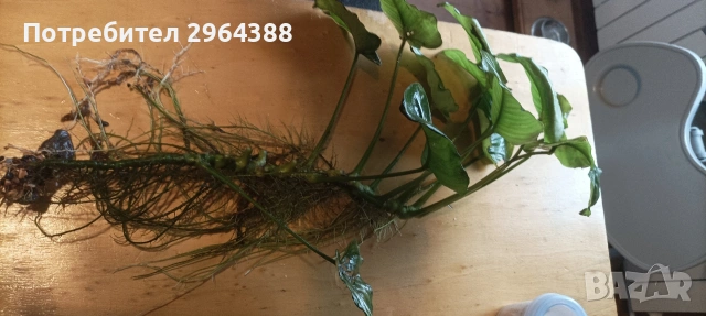 Продавам растения за аквариум , снимка 11 - Други - 54802608