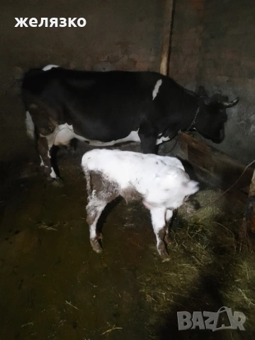 крава с теле, снимка 3 - Крави - 53986004