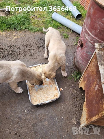 Малки КАНГАЛИ, снимка 4 - Кангал - 54088645