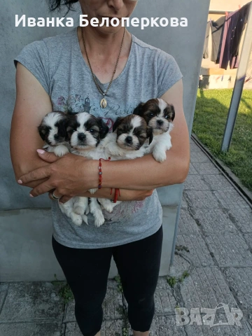 Продавам кученца ши тцу, снимка 7 - Ши Тцу - 54982955