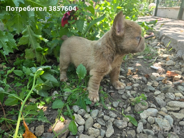 френски булдоци Сини и Изабела мерлета, снимка 5 - Френски булдог - 54999066