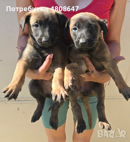 Белгийски овчарки-Малиноа 