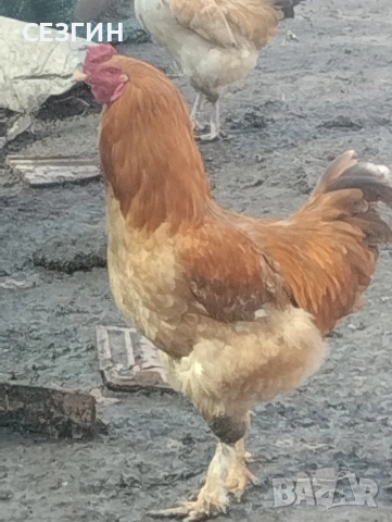 домашни селски петли , без ГМО