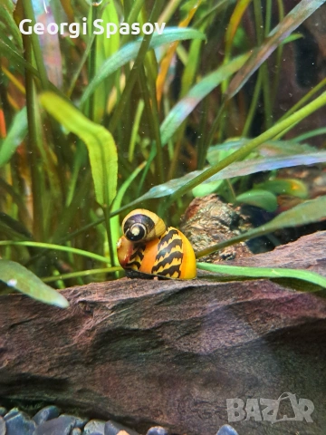 Продавам 10 л.аквариум, снимка 3 - Други - 54128766