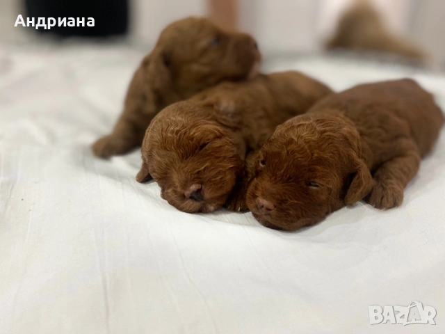 Сладки пуделчета, снимка 2 - Пудели - 55066893