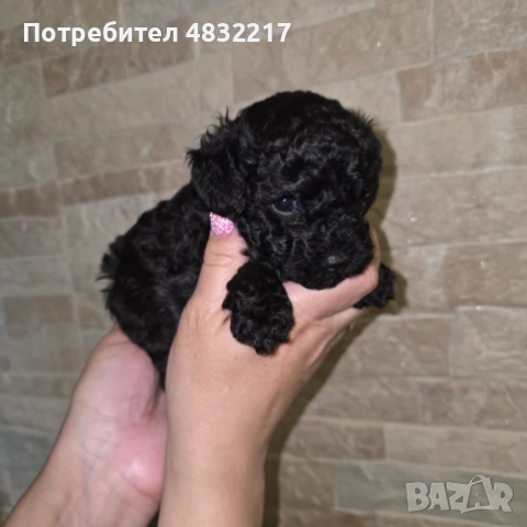 Той пудел