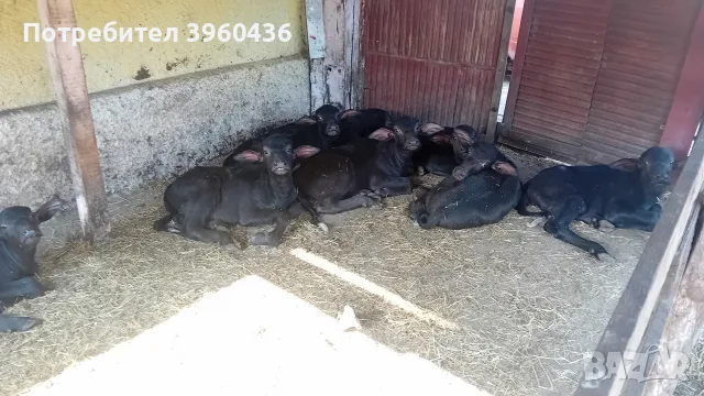 Продавам мъжки малачета , снимка 3 - Крави - 55590900