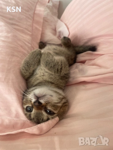 Котенце , снимка 2 - Други - 54705843