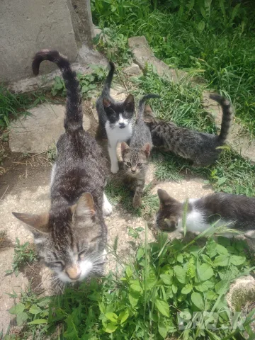 Подарява котенца-котки, снимка 3 - Други - 55422996