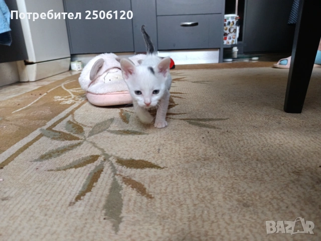 Подарявам коте за осиновяване