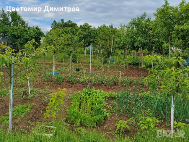 Овощна градина, парцел с вила, вилна зона с.Осеново, местност Сухата чешма, снимка 5 - Парцели - 54674801