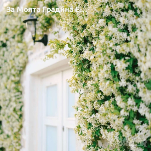 Жасмин 4 цвята, снимка 7 - Градински цветя и растения - 54019997