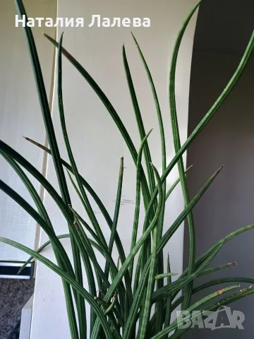 Сансевиера, sansevieria cylindrica, снимка 2 - Стайни растения - 55440409