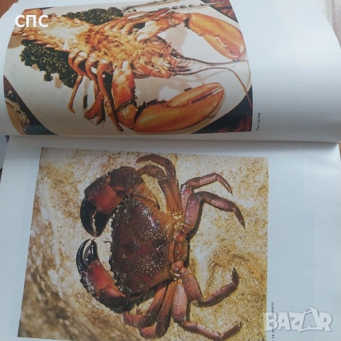 Ловно рибарска кухня/книга , снимка 3 - Други - 54394200
