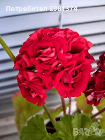 Мушкато (Red-Sibil-розичка), снимка 4 - Стайни растения - 54400037