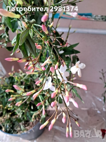 Жасмин (Ароматен-голям)