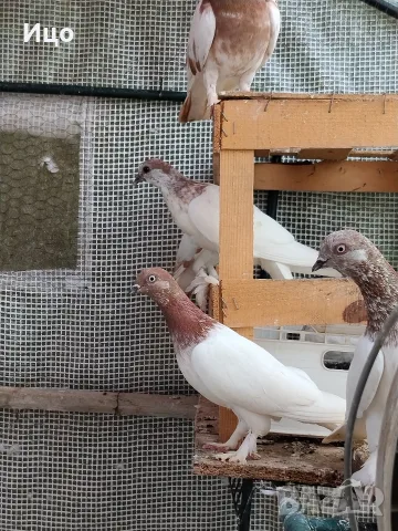 унгарски високолетачи бързаци, снимка 4 - Гълъби - 55450350