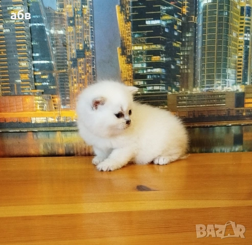 Британски сребърни чинчили , снимка 4 - Британска късокосместа - 54100160