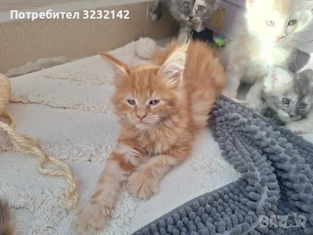 Котенца Мейн Куун , снимка 6 - Мейн кун - 55512481